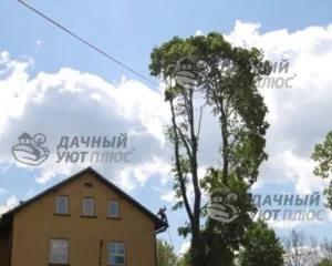 Дерево, представляющее угрозу для дома и ЛЭП