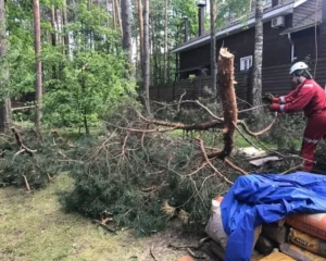 Элементы дерева на земле