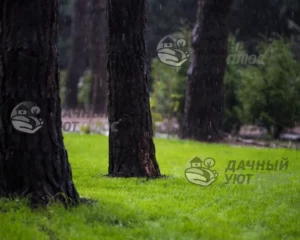 Газон