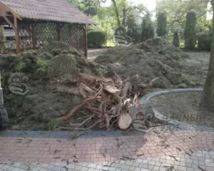 Корчевка пней и распиловка