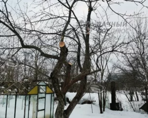 Обрезка плодовых деревьев