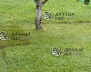 Отремонтированный рулонный газон