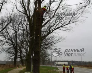 Подъем арбориста на дерево