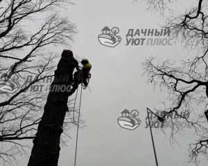 Процесс спила аварийного дерева