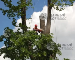 Процесс удаления веток арбористом