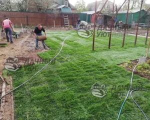 Процесс укладки рулонного газона