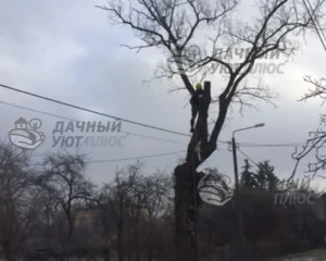 Спил аварийных деревьев