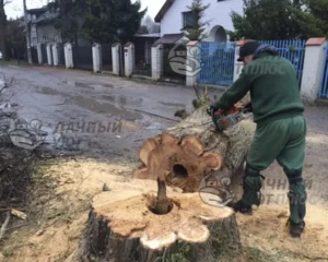 Спил деревьев