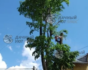 Спил веток арбористом