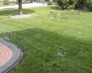 Уложенный рулонный газон