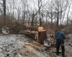 Валка деревьев на участке