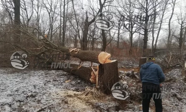 Валка деревьев на участке