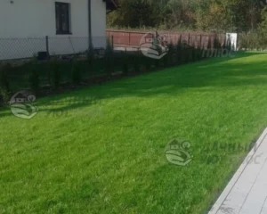Вид газона проросшего газона