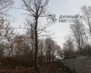 Вид участка перед вырубкой и валкой деревьев