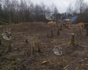 Вырубка деревьев