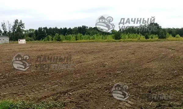 Расчищенный участок от мелколесья